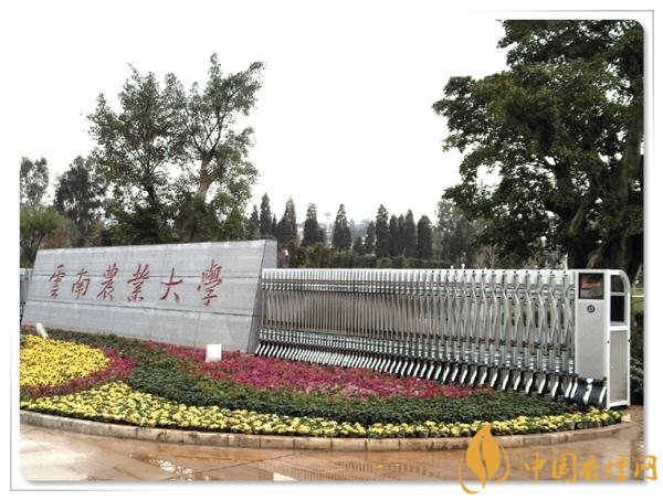 煙草專業(yè)大學(xué)排名，煙草專業(yè)就業(yè)前景好