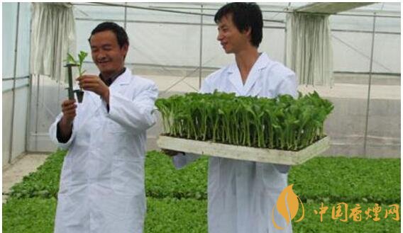 煙草專業(yè)大學(xué)排名，煙草專業(yè)就業(yè)前景好