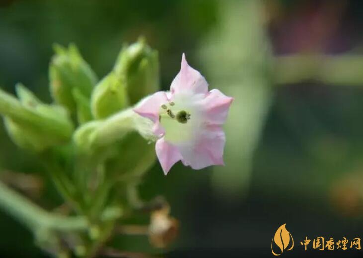 煙草花花語是什么，煙草花什么時候開花