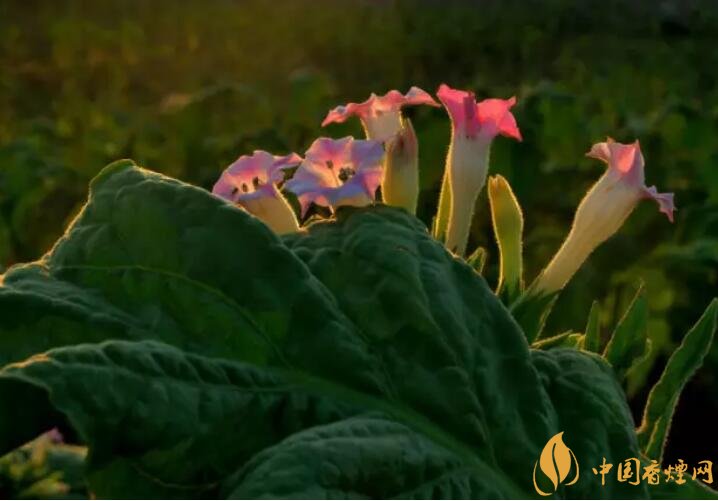 煙草花花語是什么，煙草花什么時候開花